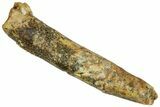 Fossil Sauropod Dinosaur (Rebbachisaurus) Tooth - Morocco #329051-1